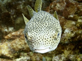 IMG 3601 Porcupinefish